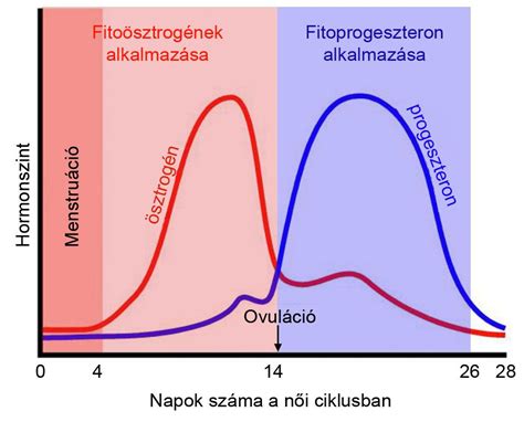 A méhnyaknyák változása a ciklusban