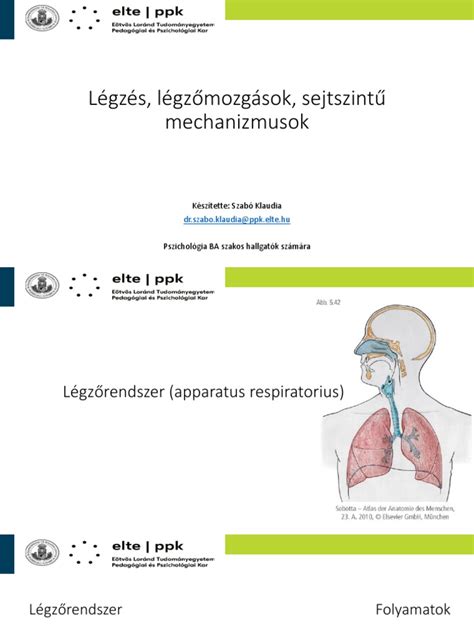 Animáció a légzés hatásáról a medencefenéki izmokra