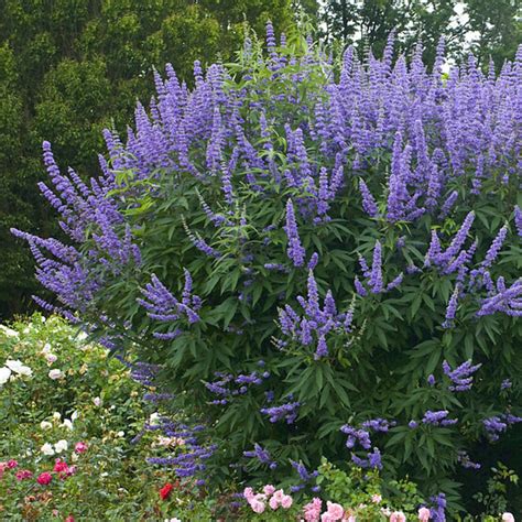 Barátcserje növény (Vitex agnus-castus) virágokkal