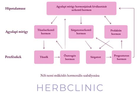 A női hormonrendszer működését ábrázoló diagram
