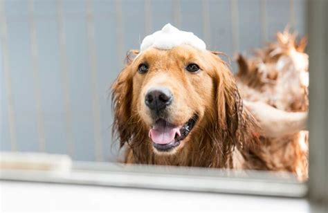 Golden Retriever szőrzetének ápolása