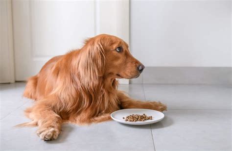 Golden Retriever etetése