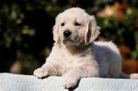 Golden Retriever bundájának fésülése