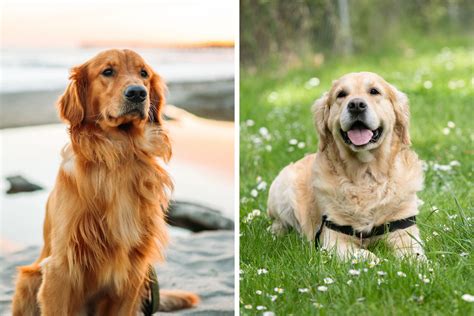 Golden Retriever gyerekekkel