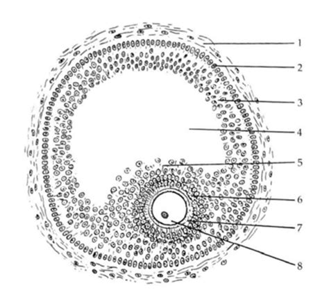 A tüsző felépítése és a petesejt fejlődése