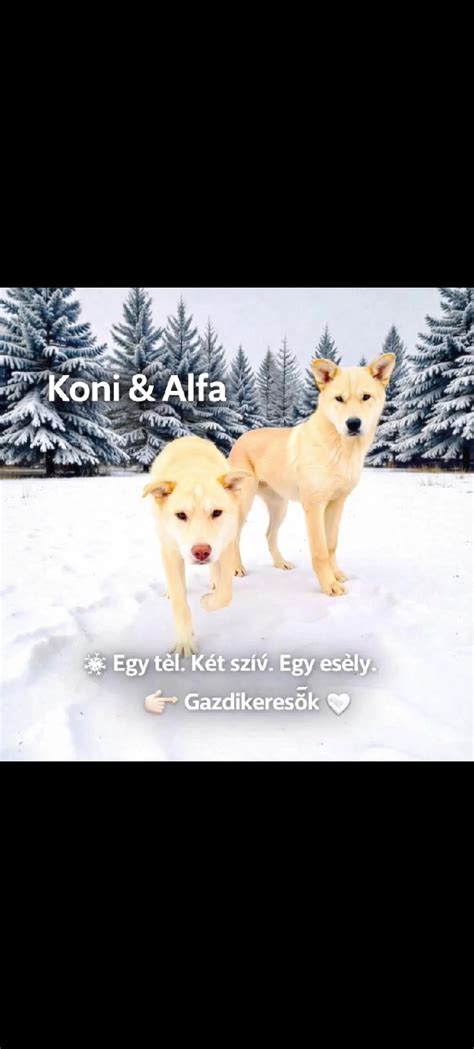Egy pár, aki meddőséggel küzd