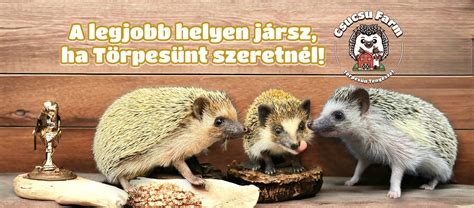 Törpesün etetési útmutató