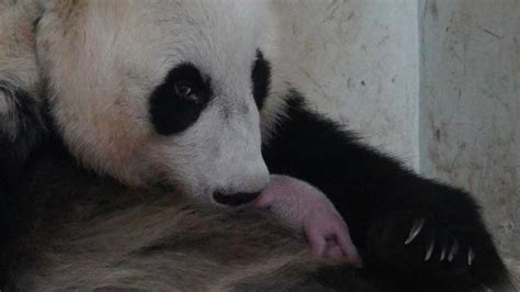 Panda kölyök cumisüveggel