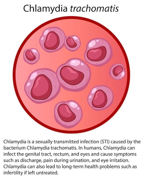 Chlamydia trachomatis baktérium elektronmikroszkópos képe