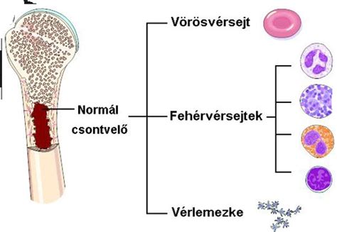 A fehérvérsejtek típusai és funkciói