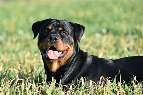 Rottweiler fekvő pózban