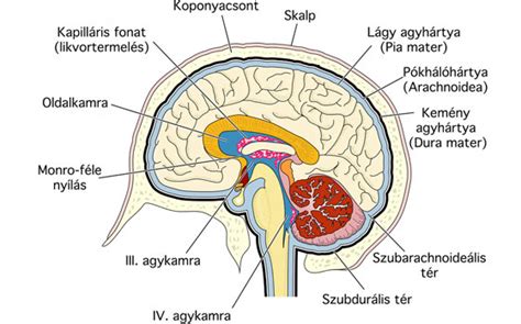 Az agy fejlődése csecsemőkorban