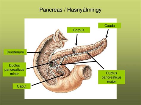 A hasnyálmirigy elhelyezkedése és anatómiája
