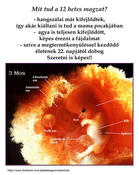 A 12 hetes magzat belső szerveinek sematikus rajza