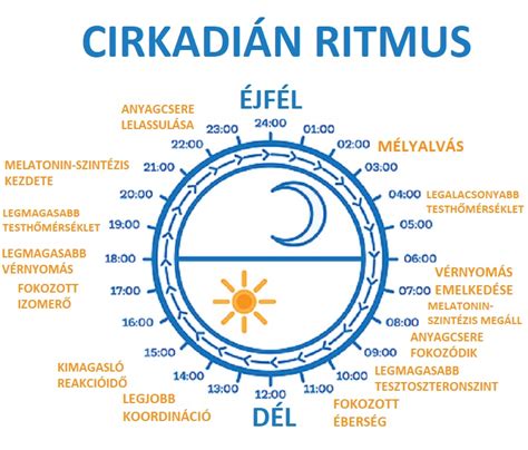 A cirkadián ritmus működését bemutató ábra