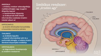 Az agy mint egy ház: földszint (hüllőagy, limbikus rendszer) és emelet (agykéreg)