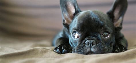 Francia bulldog jellemzői