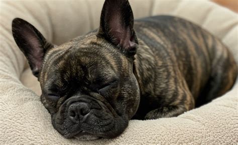 Francia bulldog fésülése és bőrráncok tisztítása