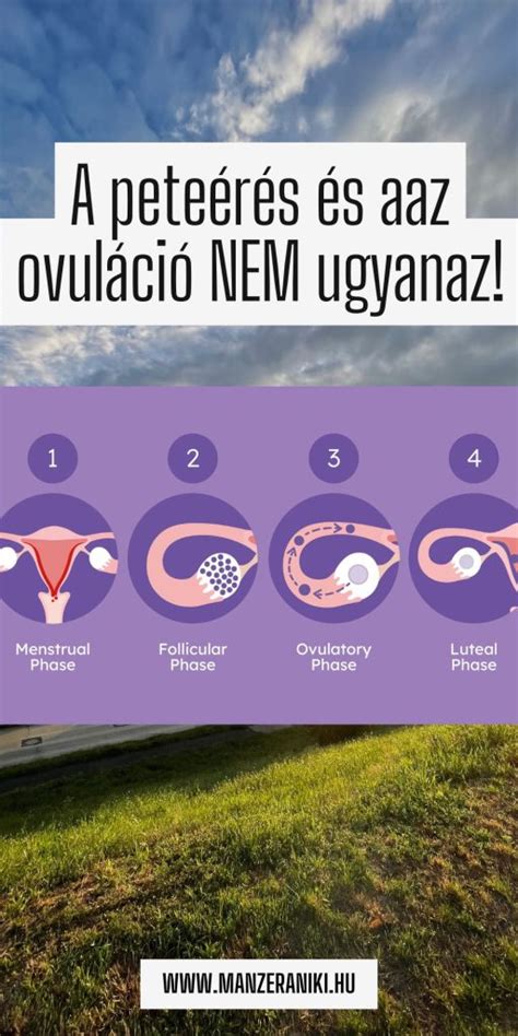 A peteérés és ovuláció folyamatábrája