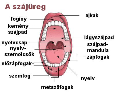 A méhszáj anatómiája és szerepe