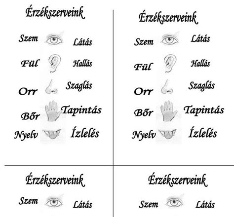 Az érzékszervek fejlődése