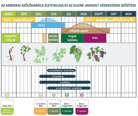 Az embrióbeültetés folyamata és időzítése
