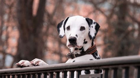 Dalmata kutya fejének részletes ábrázolása
