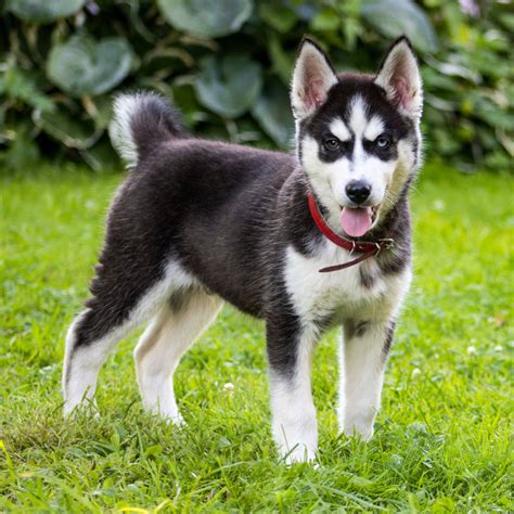 A Husky Mini hálózsák jellemzői