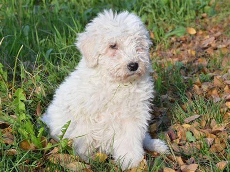 Komondor kölyök