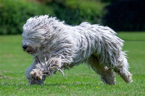 Komondor szőrtípusok