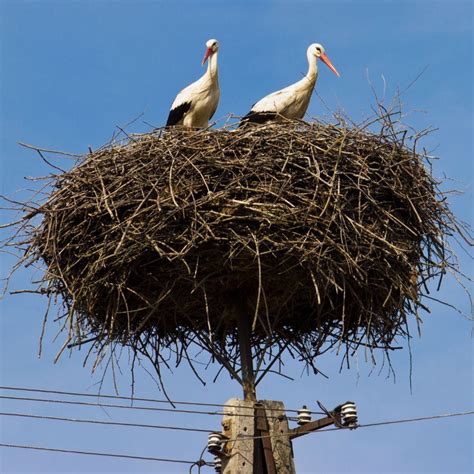 Gólyák a levegőben