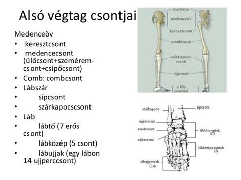 Az alsó végtag idegrendszeri hálózata és a zsibbadás pontjai