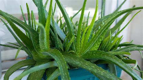 Az aloe vera levél metszete