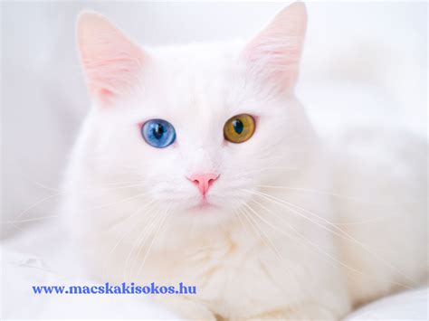 Különböző színű szfinx macskák