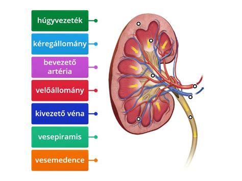 A magzati vese felépítése