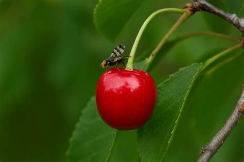 A cseresznyelégy életciklusa
