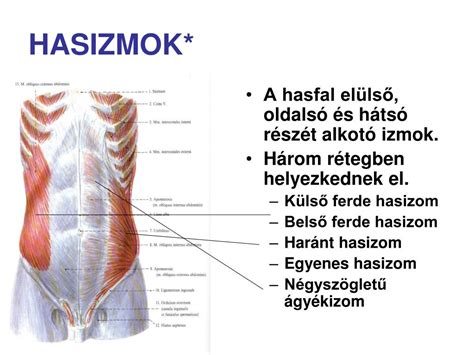 Az egyenes hasizmok elhelyezkedése a linea alba mentén