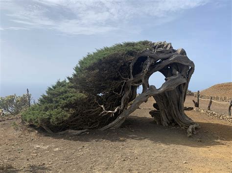 Az Arbol Garoé helyén álló új fa
