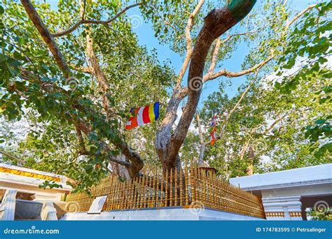 A Jaya Sri Maha Bodhi szent fája