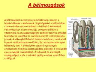 A bélelzáródás mechanizmusa: a bélcsatorna elzáródása és a béltartalom felhalmozódása