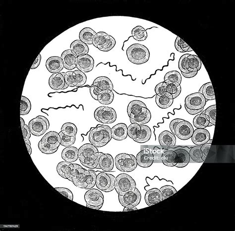 Listeria baktérium mikroszkóp alatt