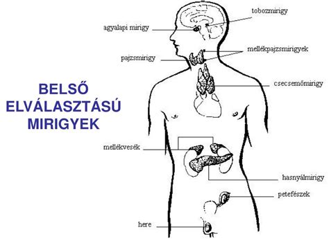 A hormonok termelésében résztvevő mirigyek elhelyezkedése a szervezetben