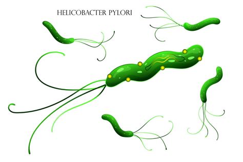 Helicobacter pylori eradikációs terápia