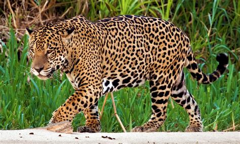 Jaguár lesben