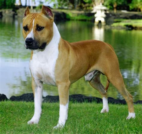 Staffordshire terrier kutya