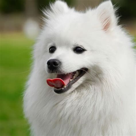 Japán Spitz kutya