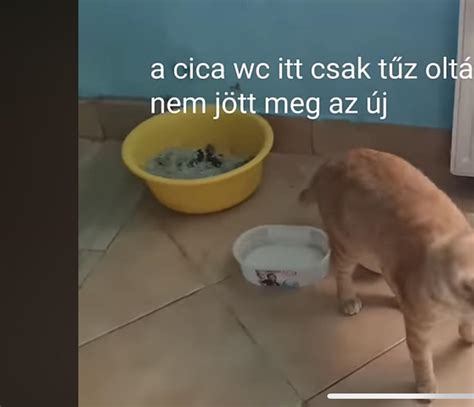 Macskaalmot vizsgálva