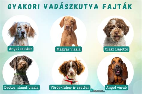 Különböző vadászkutya fajták