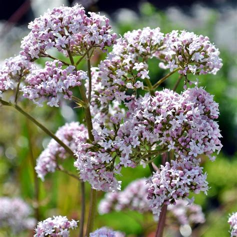 A valeriana növény gyökere és levelei