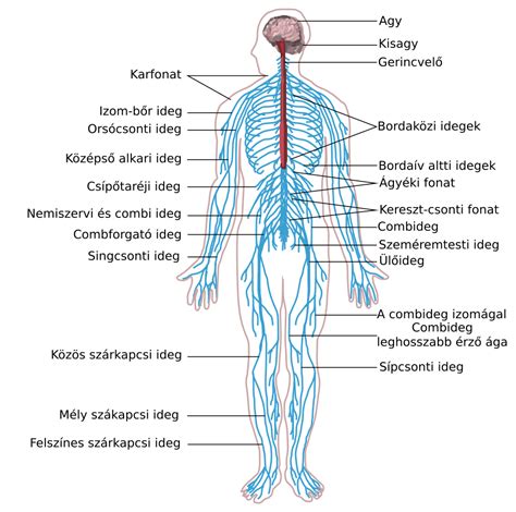 Idegrendszer diagram